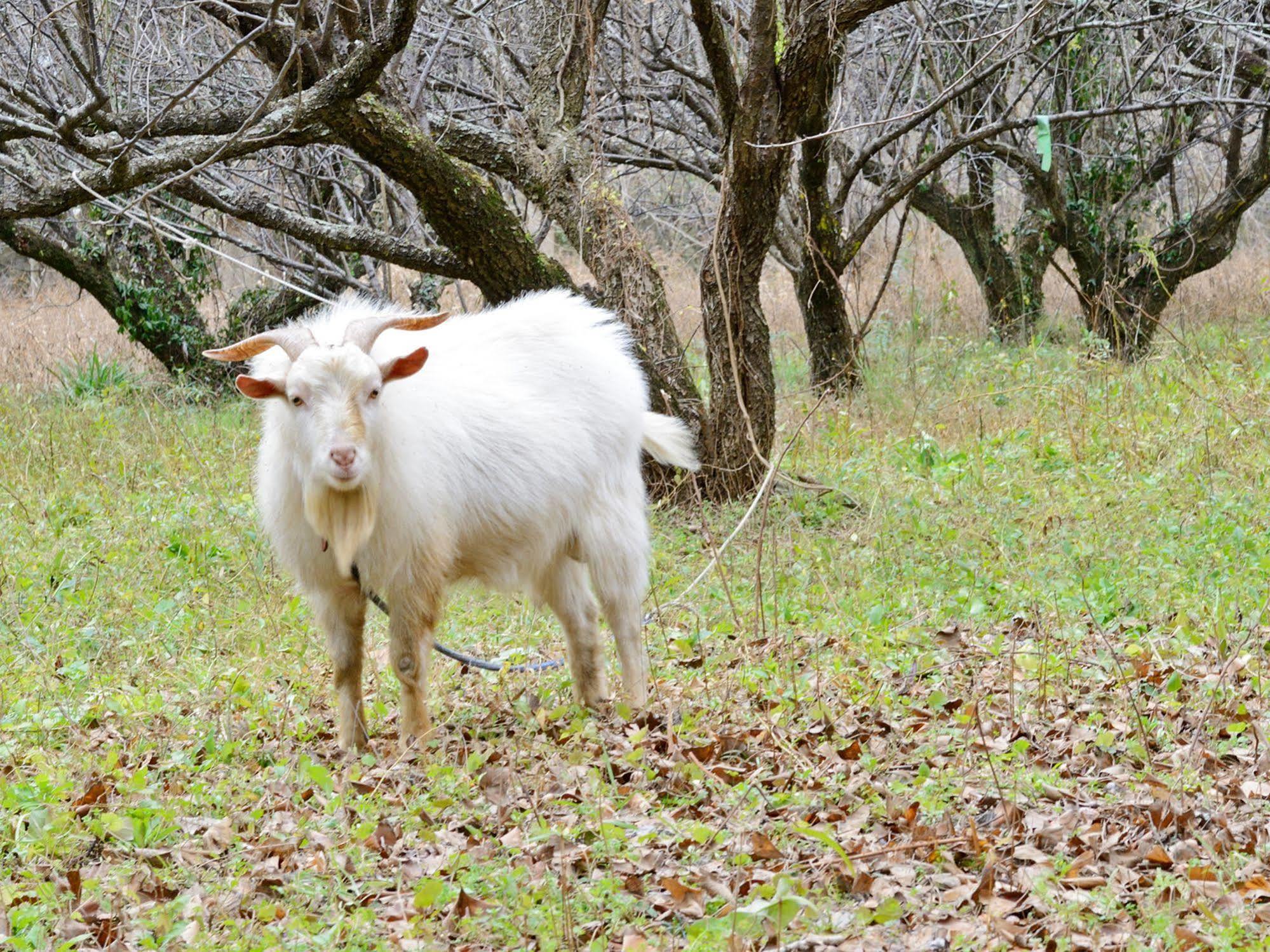 Yagurumaso Asakura  Dış mekan fotoğraf